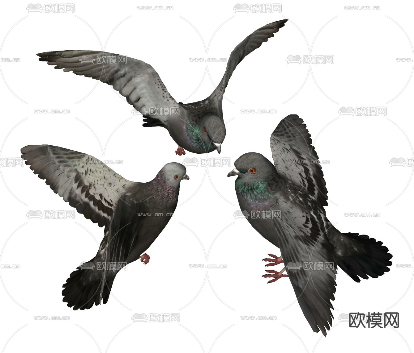 鸽子 鸟 动物su模型下载（渲染图1）
