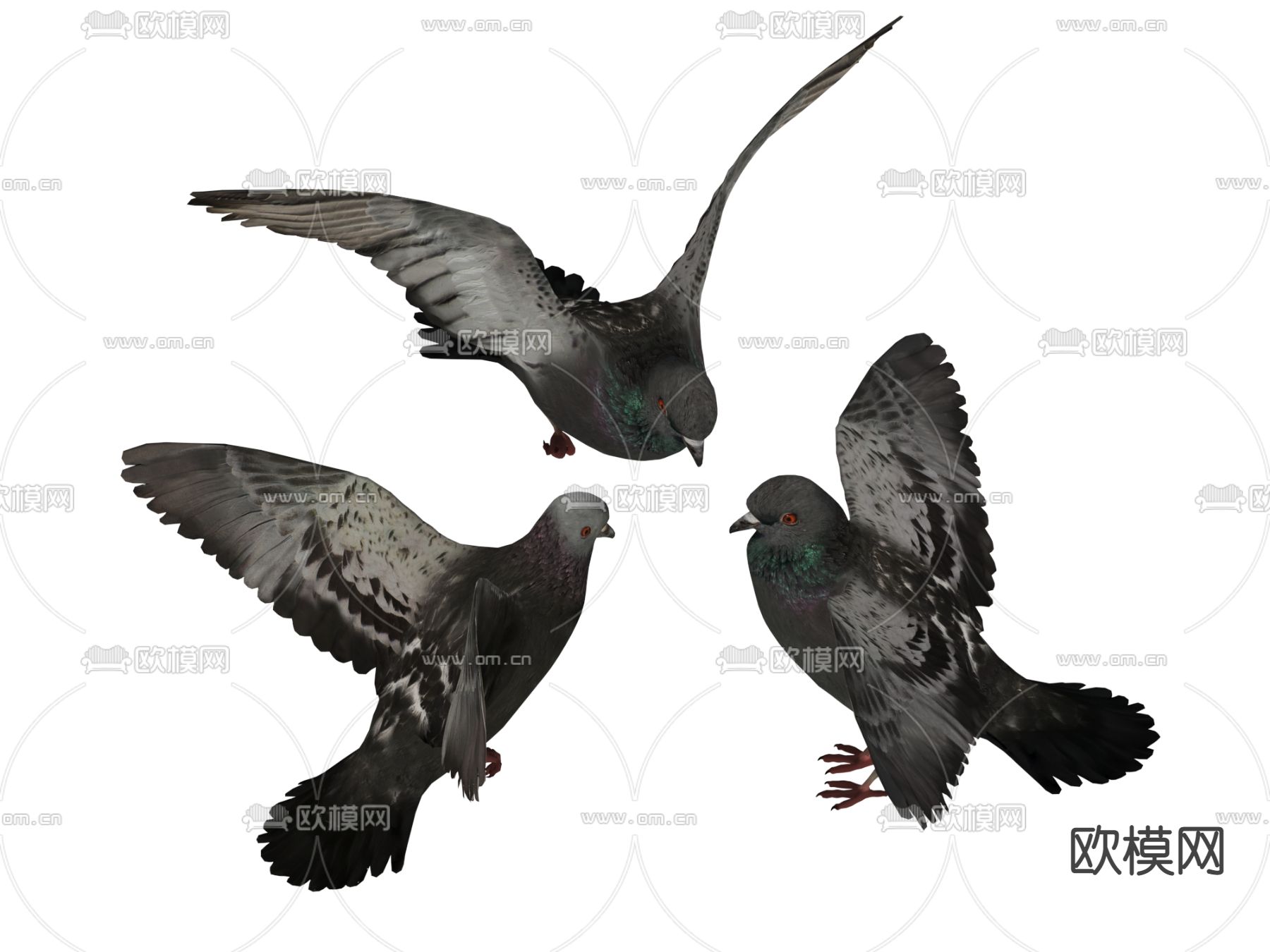 鸽子 鸟 动物su模型下载（渲染图2）