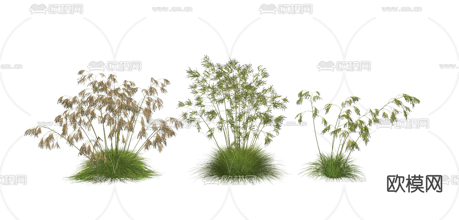植物花草 稻穗麦子su模型