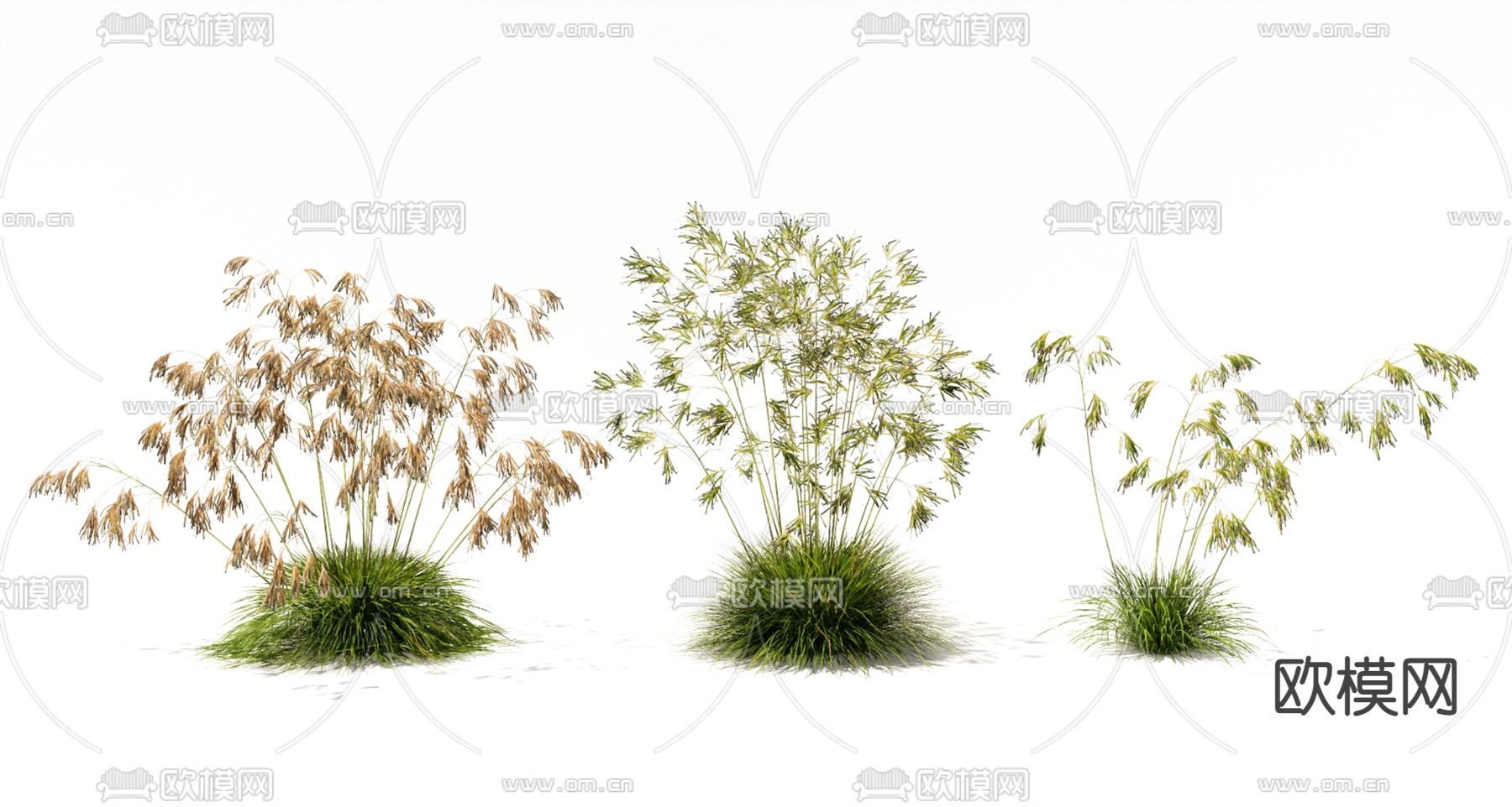 植物花草 稻穗麦子su模型