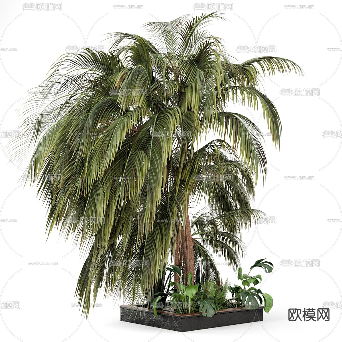 棕榈树花坛 绿植园艺3d模型