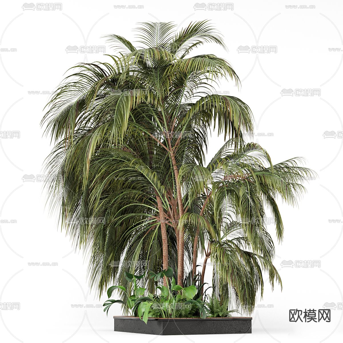 棕榈树花坛 绿植园艺3d模型