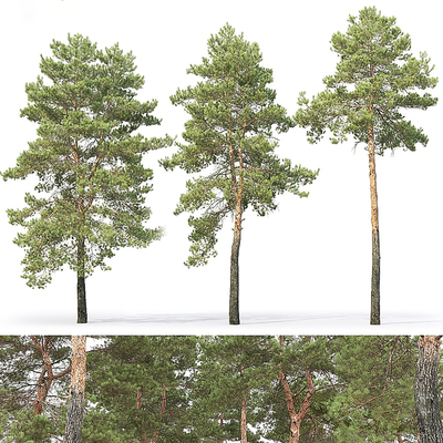  樟子松 景观乔木su模型 