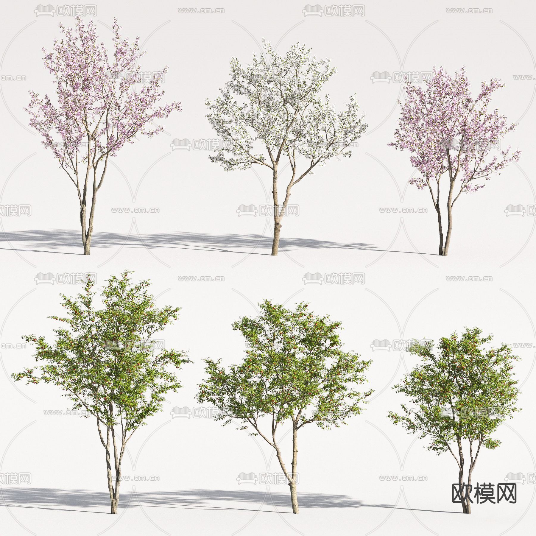 樱桃树su模型下载（渲染图1）