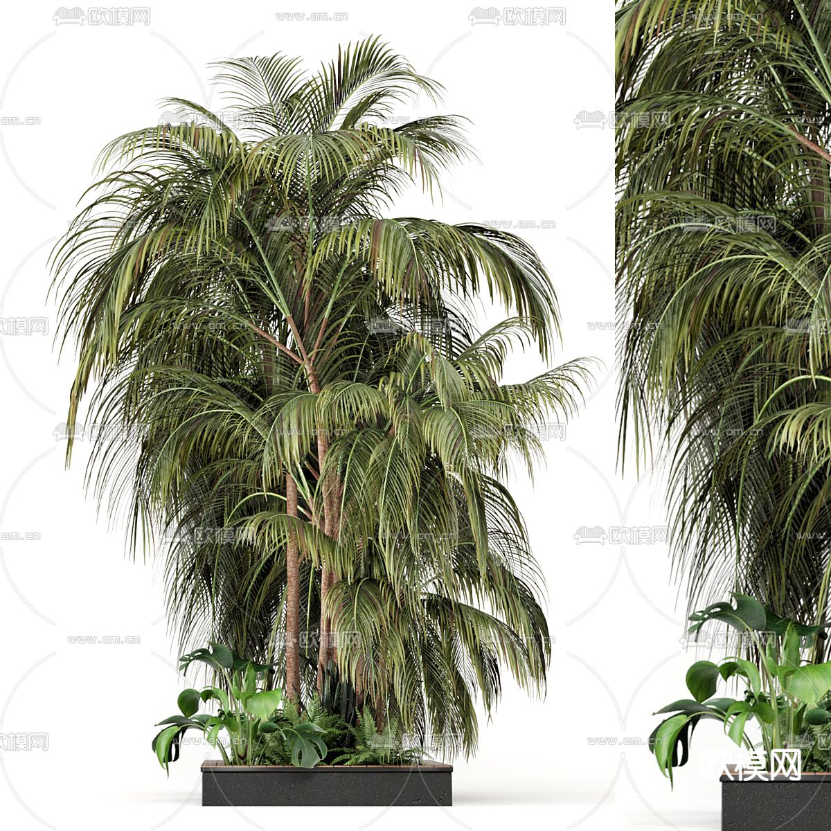 棕榈树花坛 绿植园艺3d模型