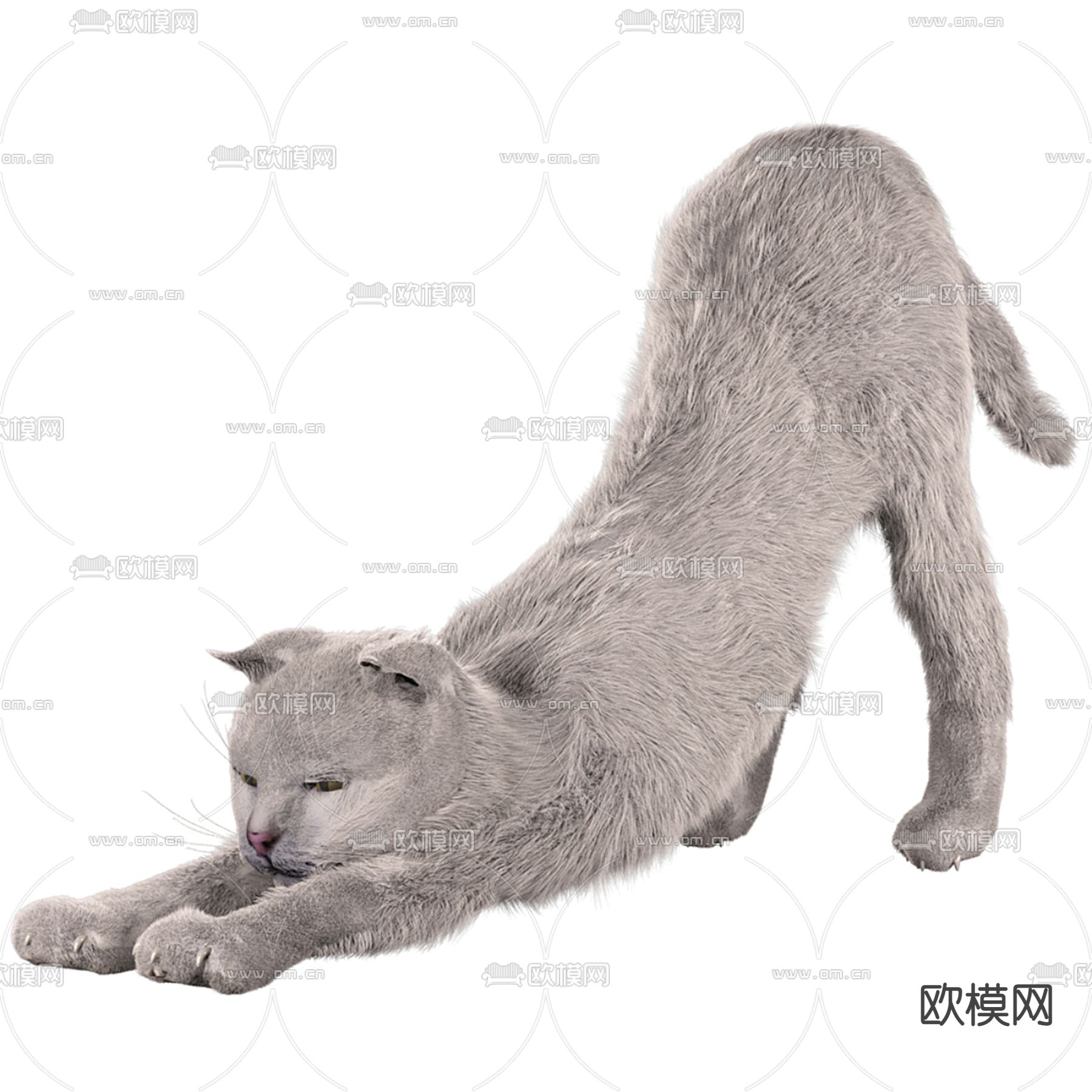 猫 动物3d模型