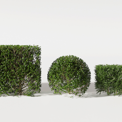  灌木 灌木球su模型 