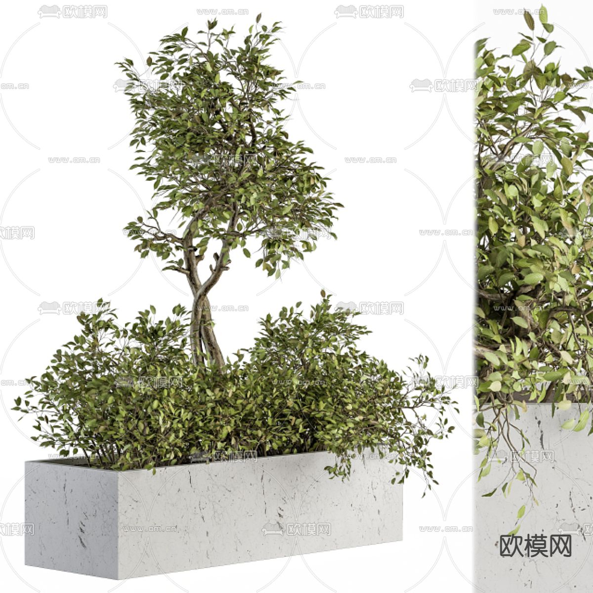 植物盆景 花坛3d模型