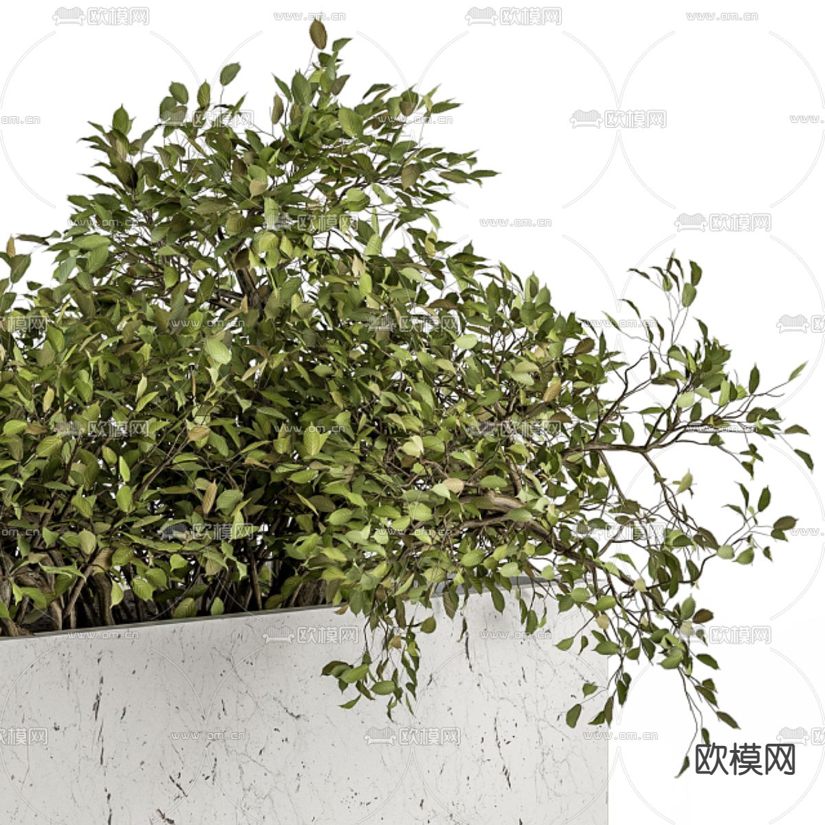 植物盆景 花坛3d模型