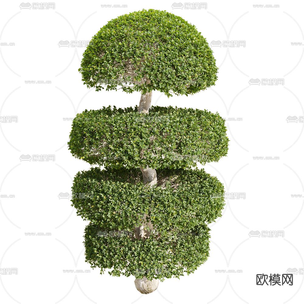 Ligustrum quihoui 绿植灌木3d模型下载