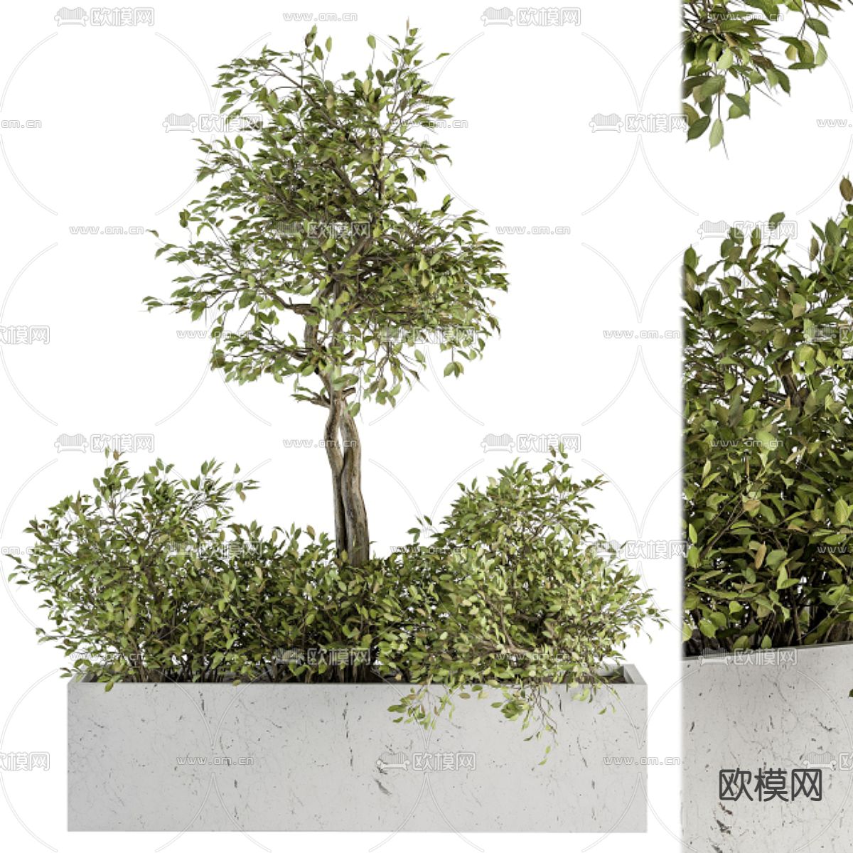 植物盆景 花坛3d模型