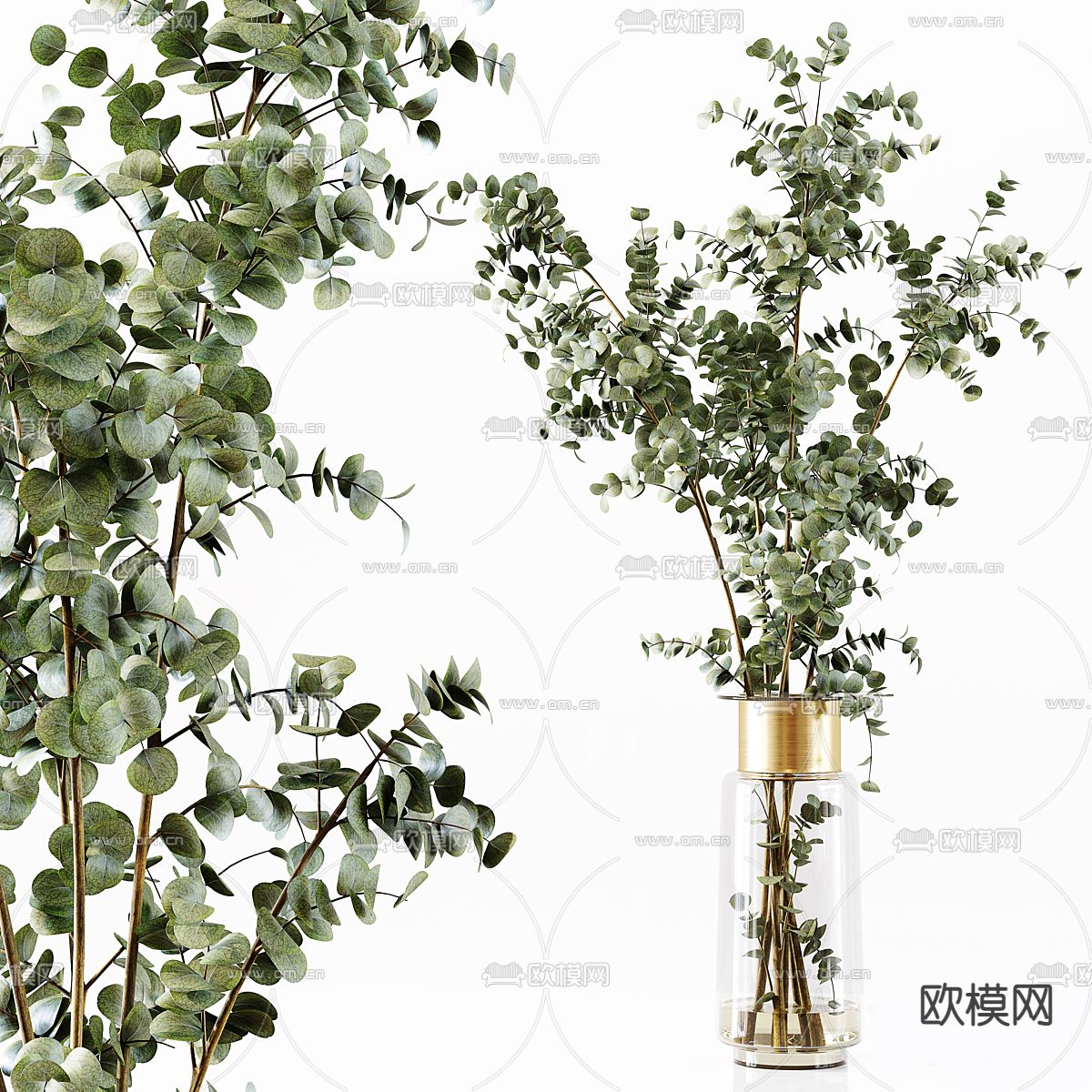 水养绿植 水生植物3d模型