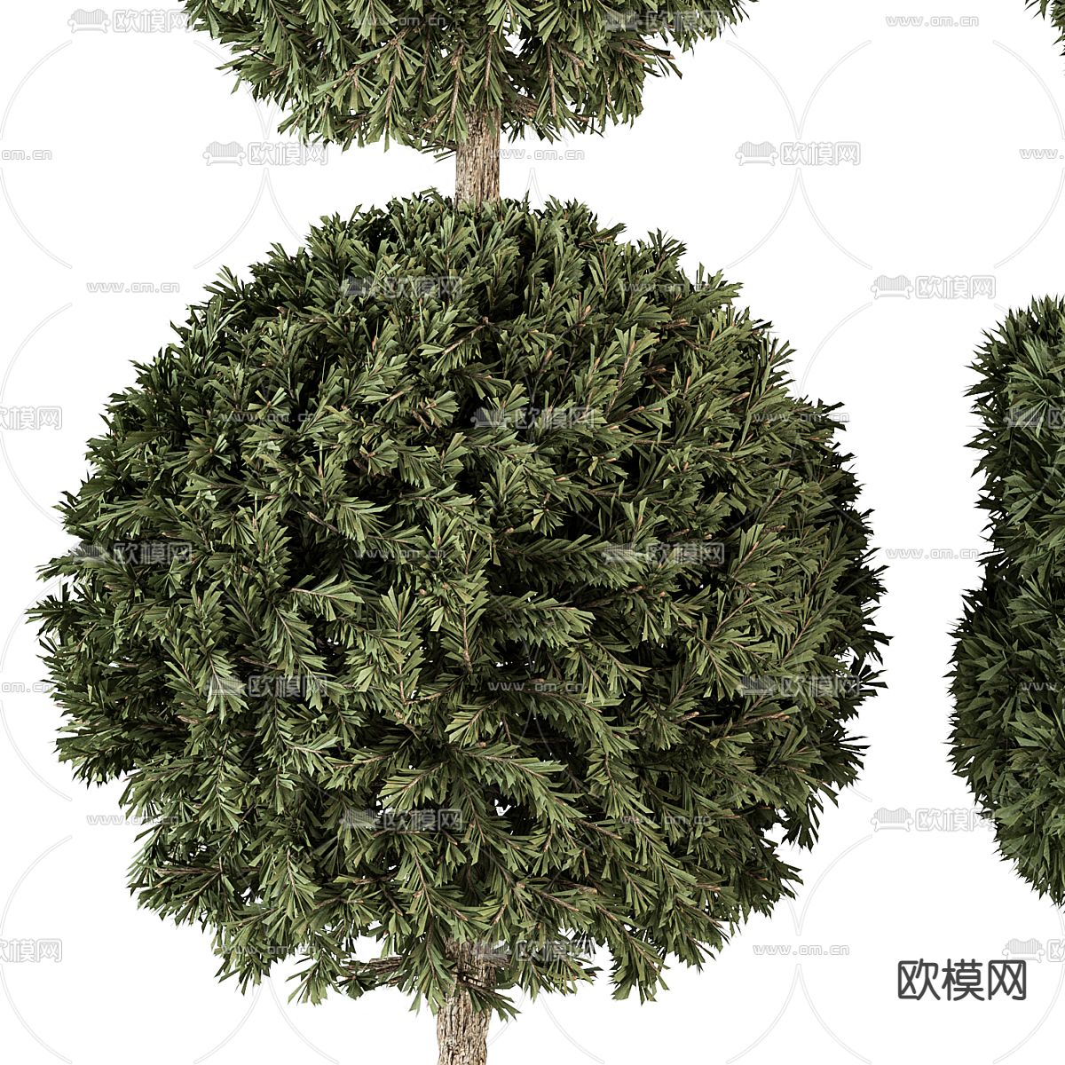 圆柏树 灌木造景3d模型下载（渲染图3）