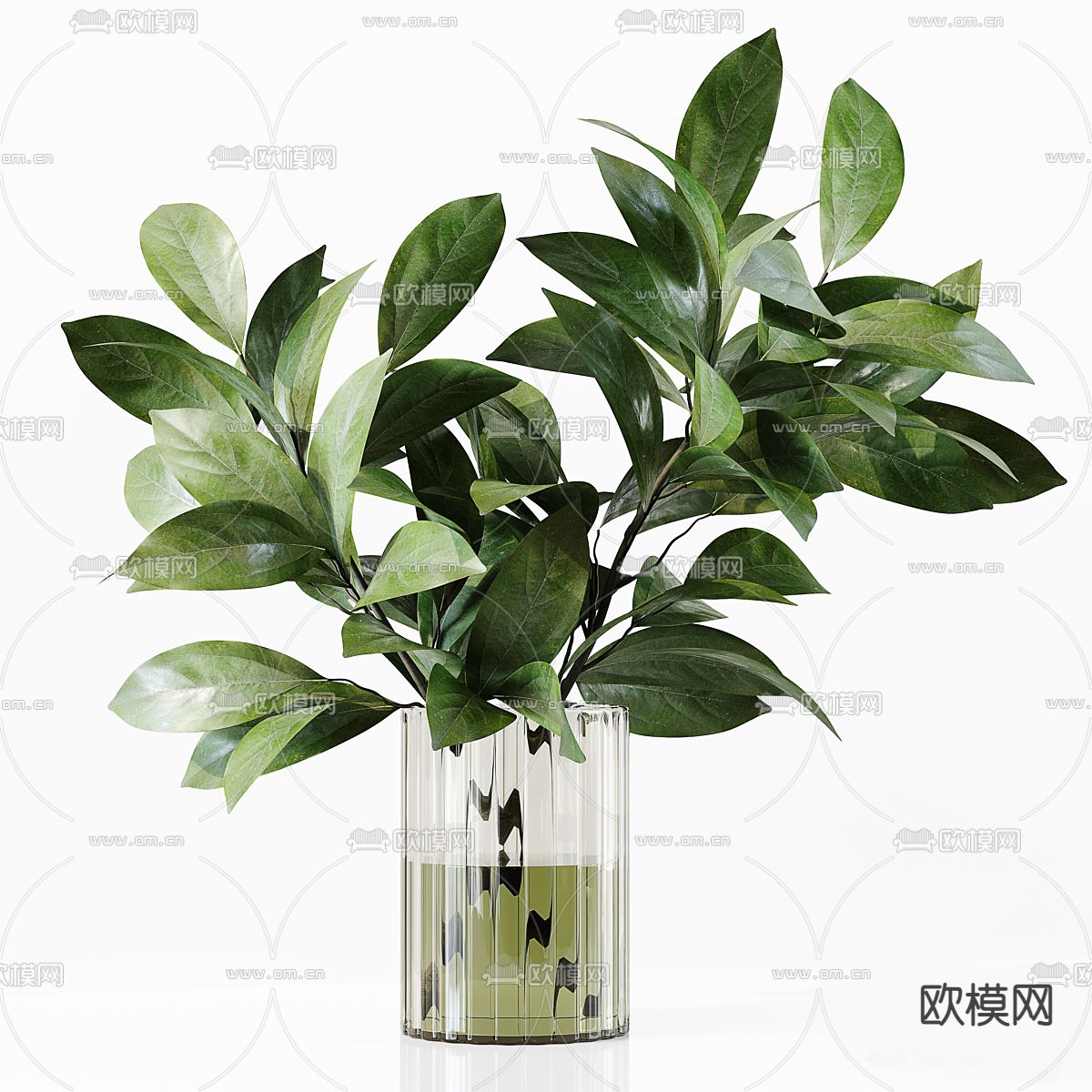 水养绿植 水生植物3d模型