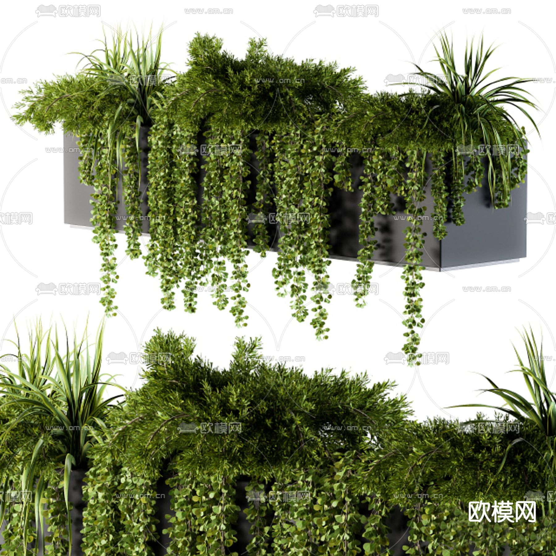 常春藤植物 花坛3d模型