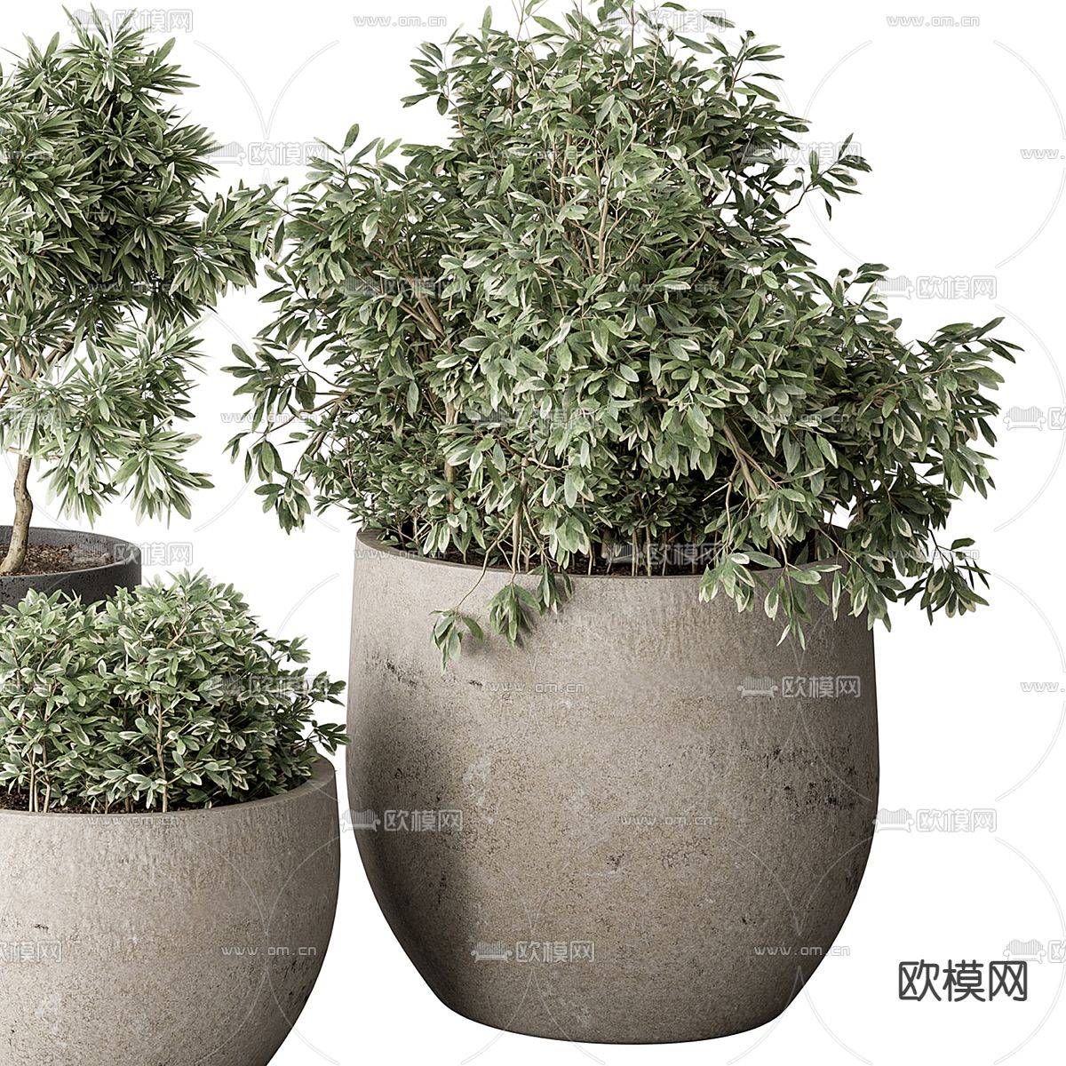 绿植盆栽 盆景3d模型下载（渲染图3）