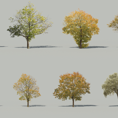  景观树 树木 大树2d组件su模型 