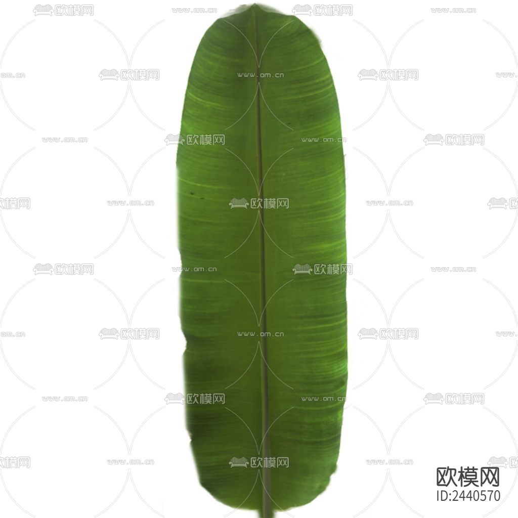 芭蕉叶 树叶下载