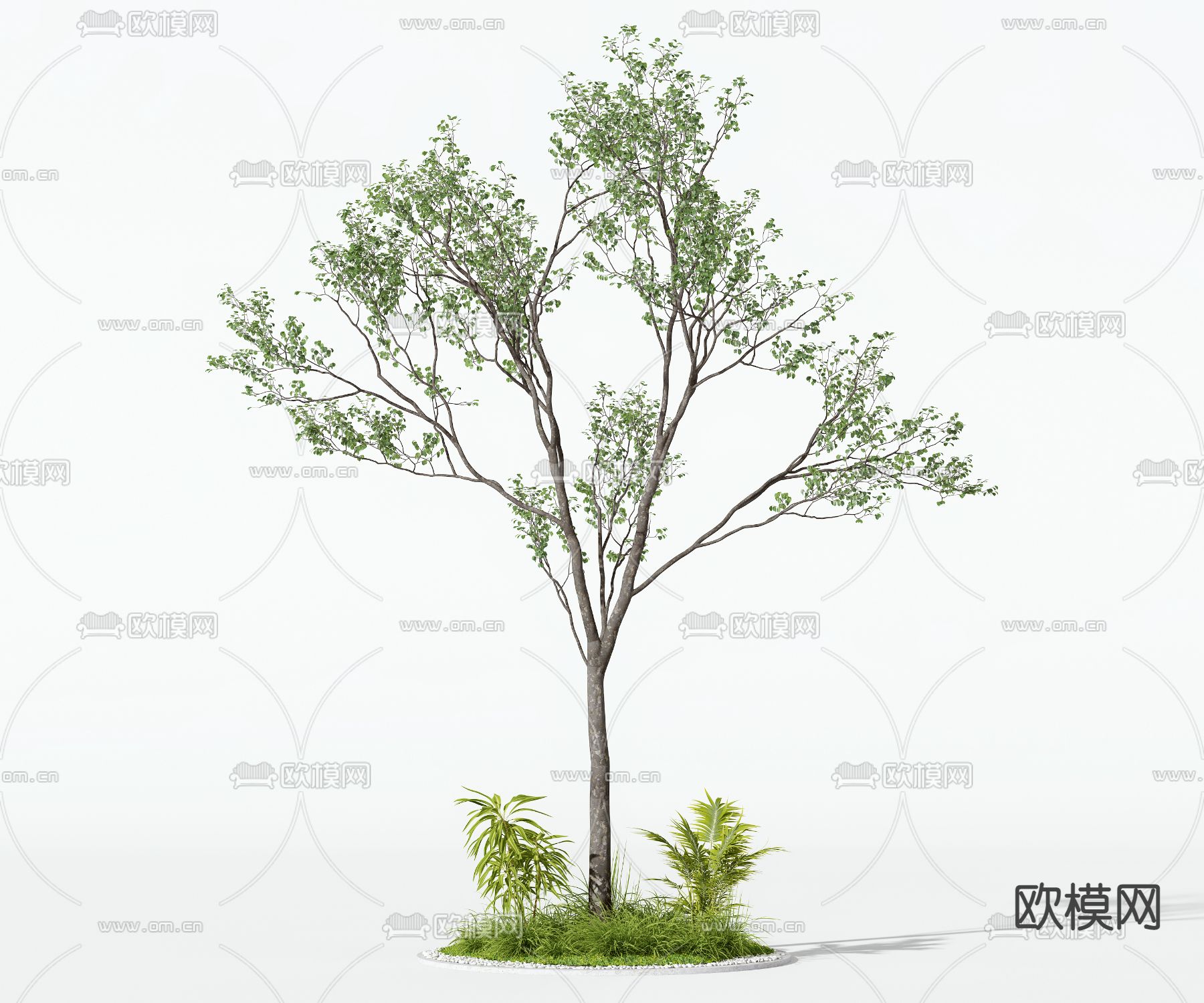 景观树 树木3d模型