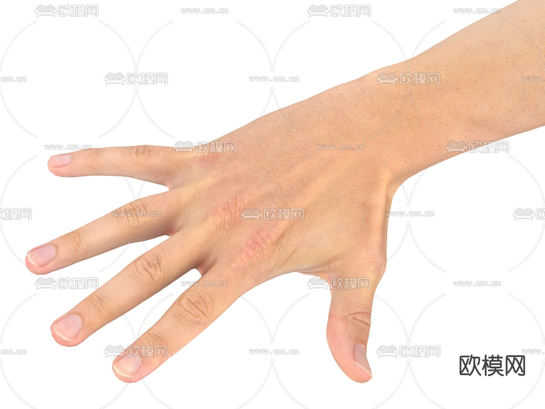手掌 手臂 手指su模型下载（渲染图1）