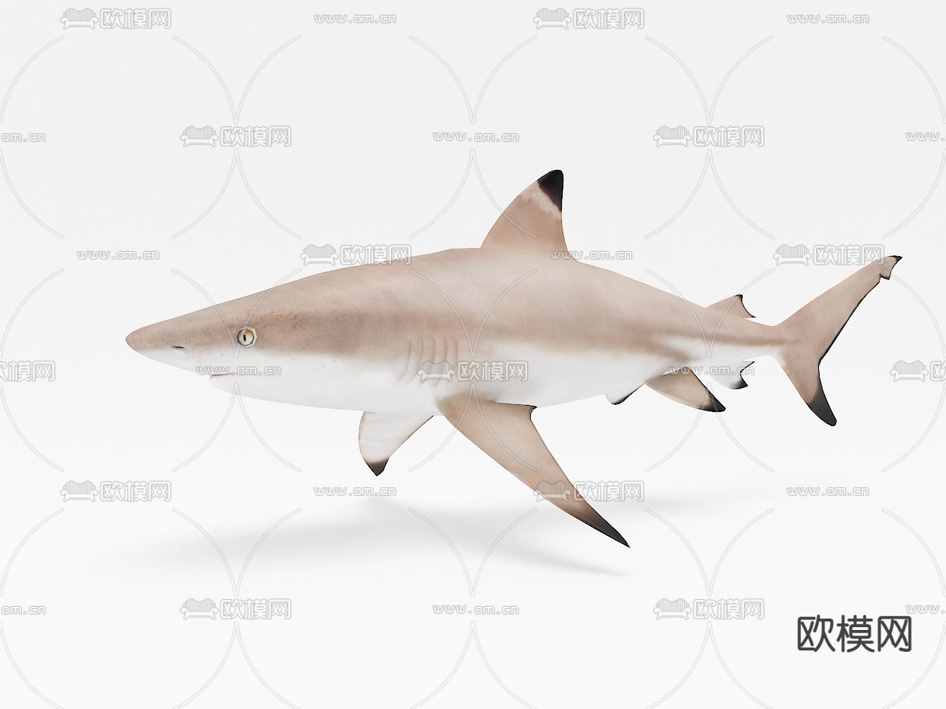 现代鲨鱼3d模型下载