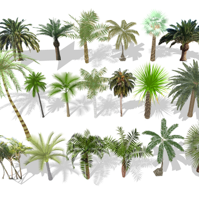  棕榈树 椰子树 观赏树su模型 