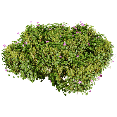  花草植物su模型 