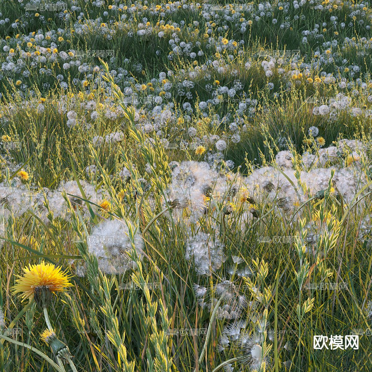草地 草坪 花草3d模型