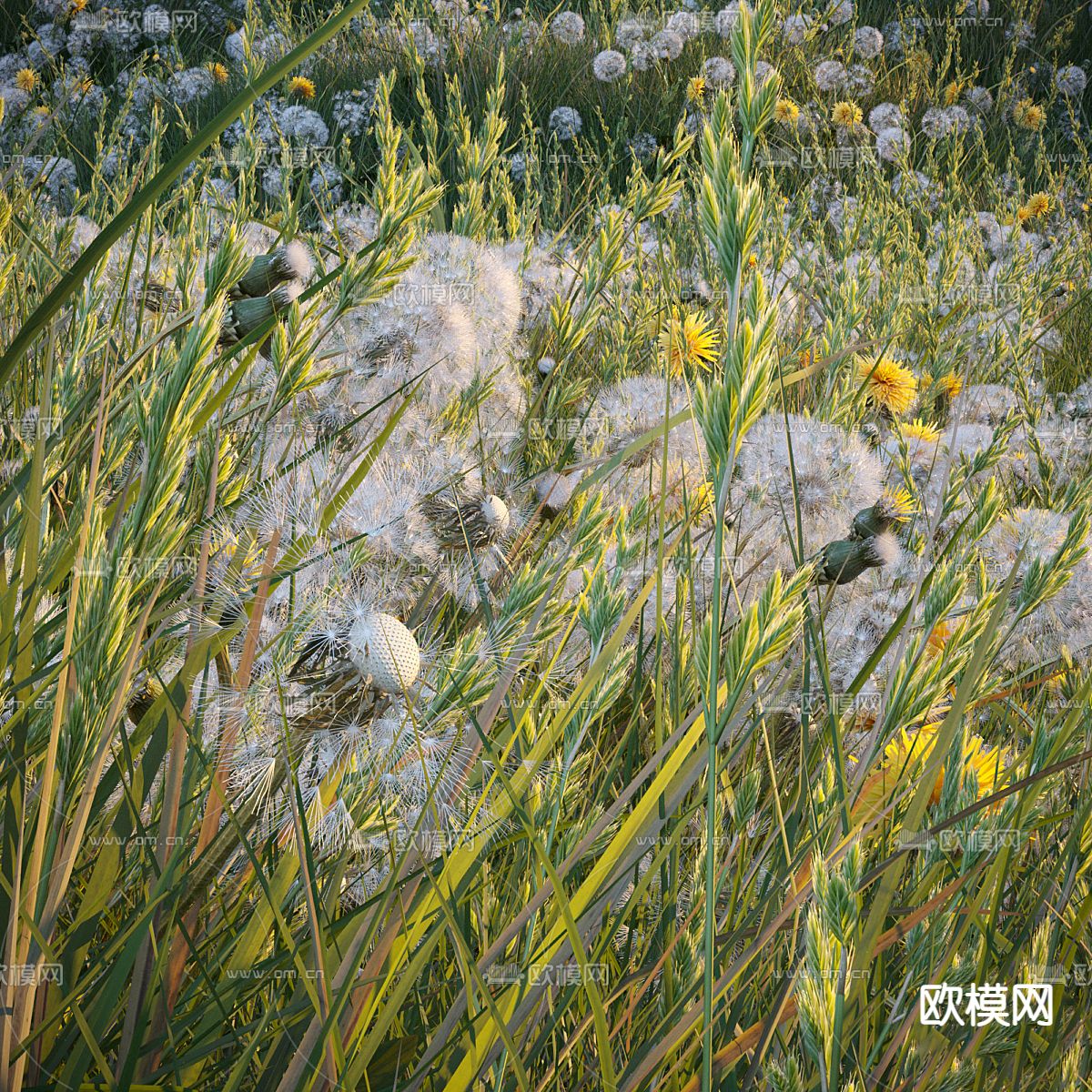 草地 草坪 花草3d模型