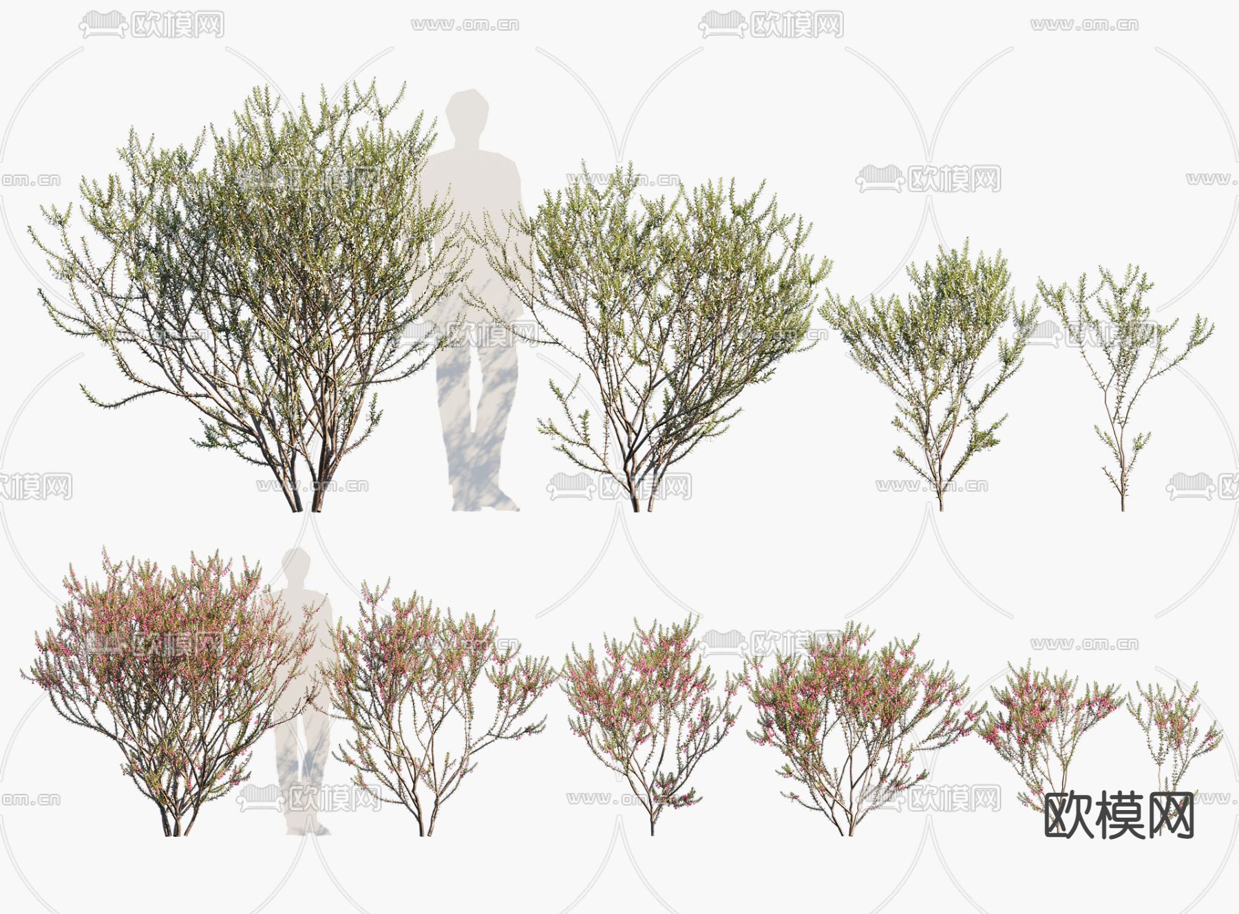 植物 景观树木 灌木3d模型下载