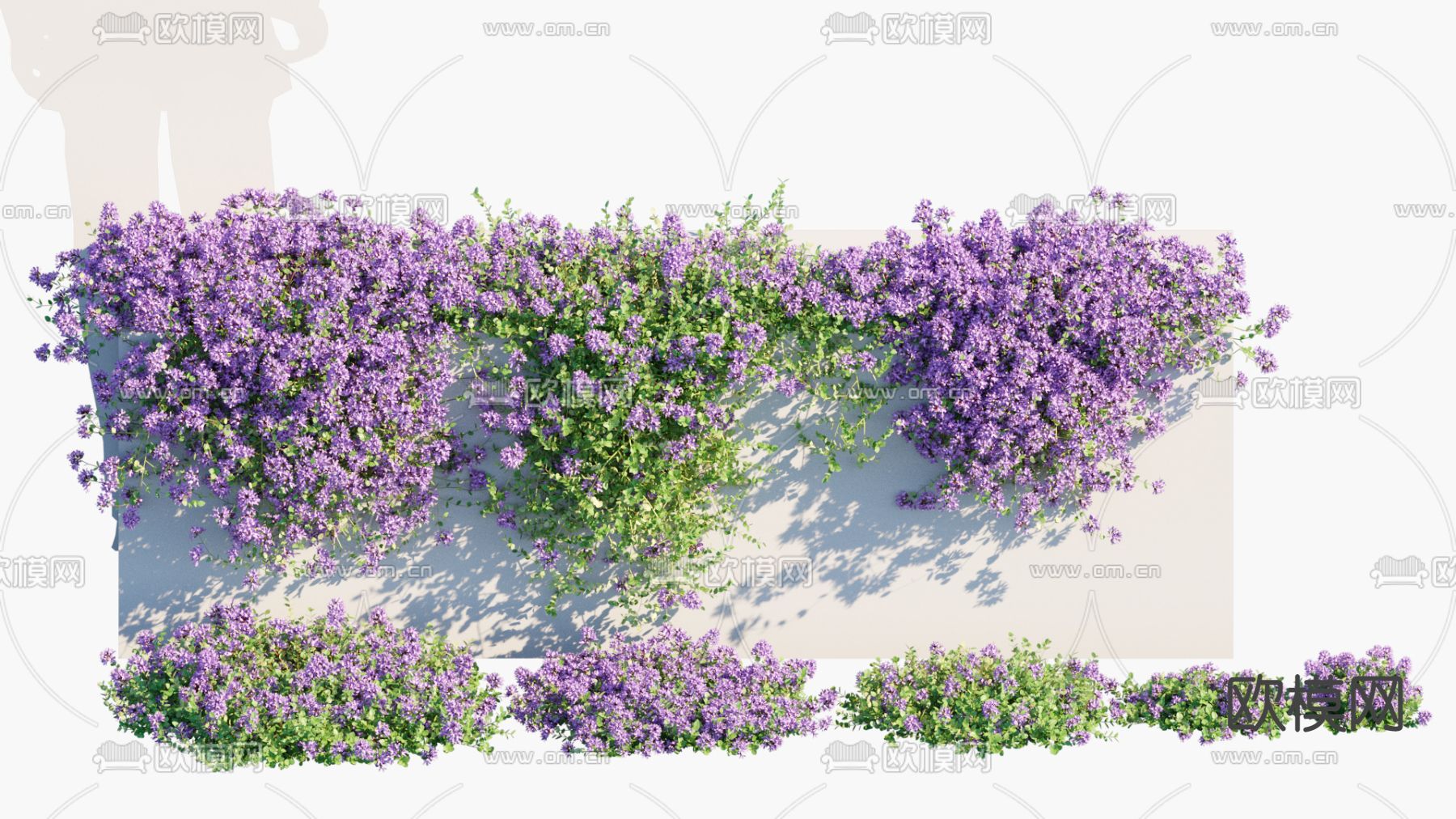 百里香 花卉 植物墙 花草3d模型下载（渲染图1）