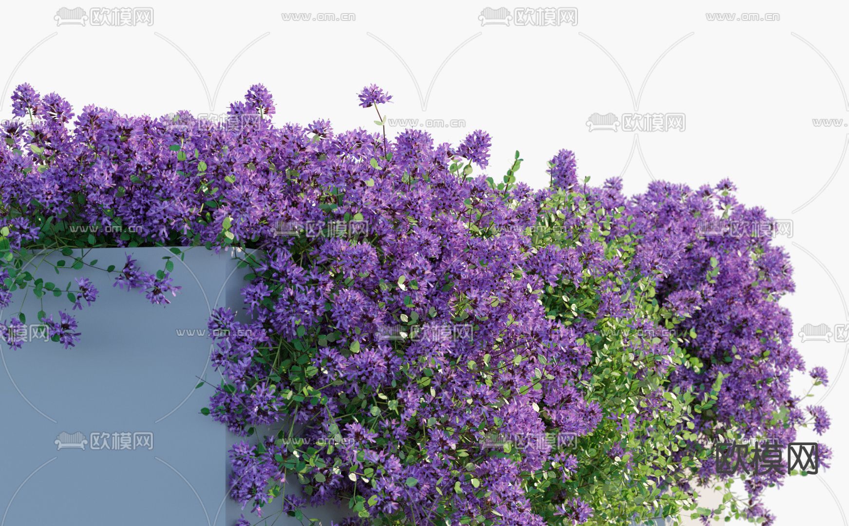 百里香 花卉 植物墙 花草3d模型下载（渲染图2）