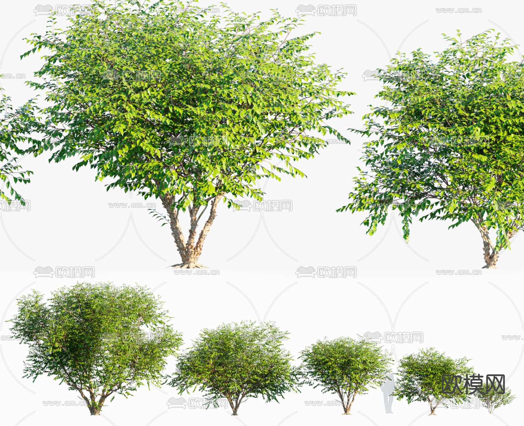 景观树 河桦树3d模型下载