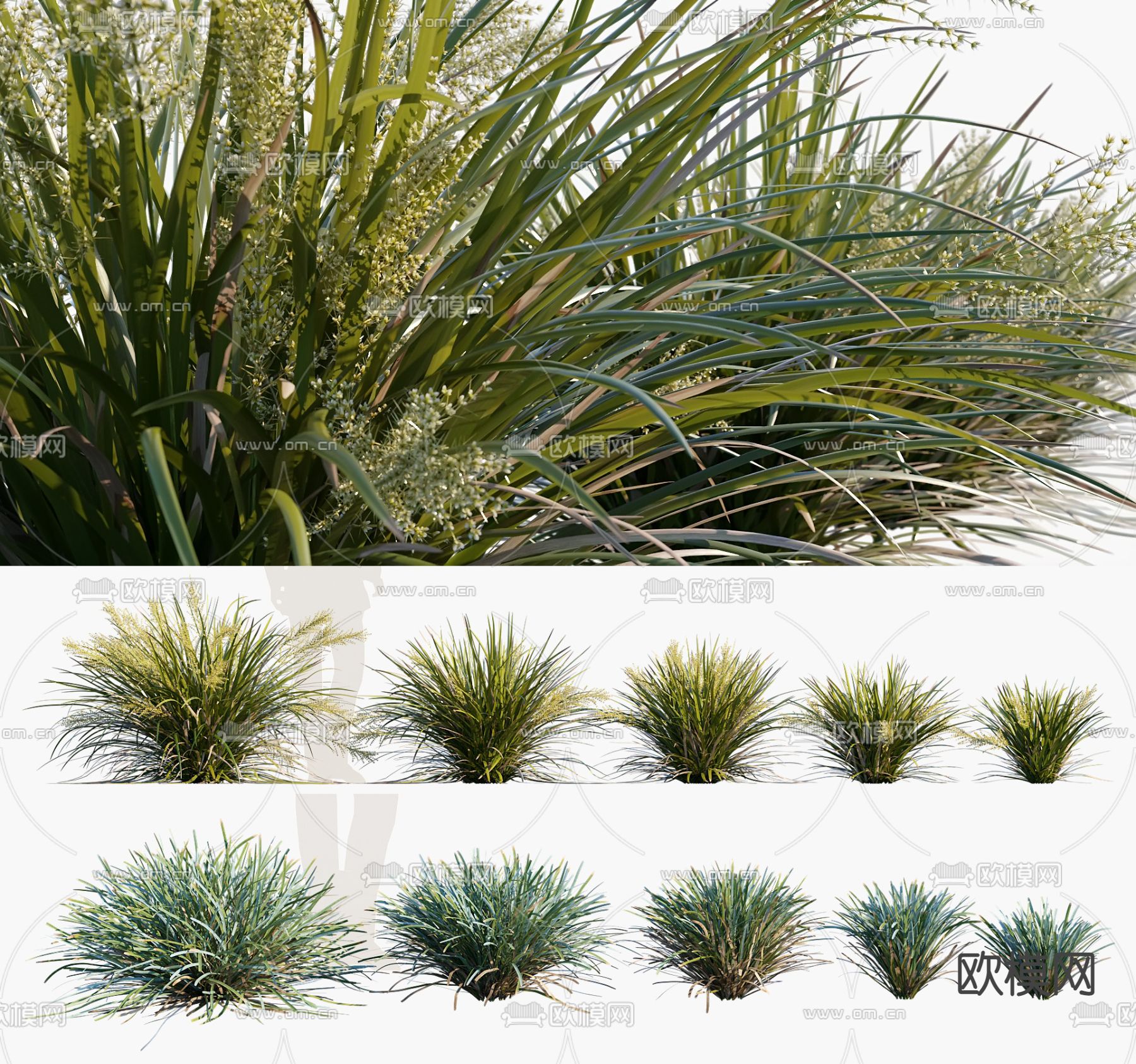 草类植物 花草3d模型下载