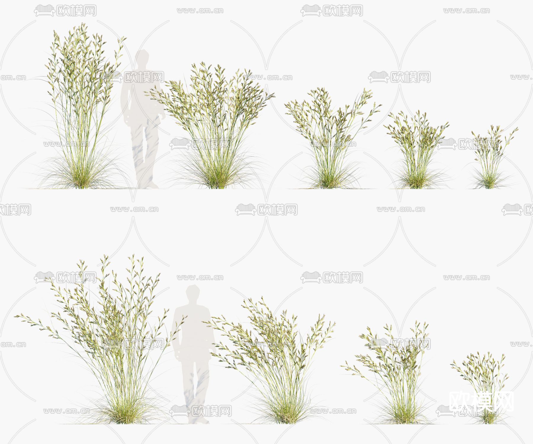 现代草类植物 柠檬草3d模型下载