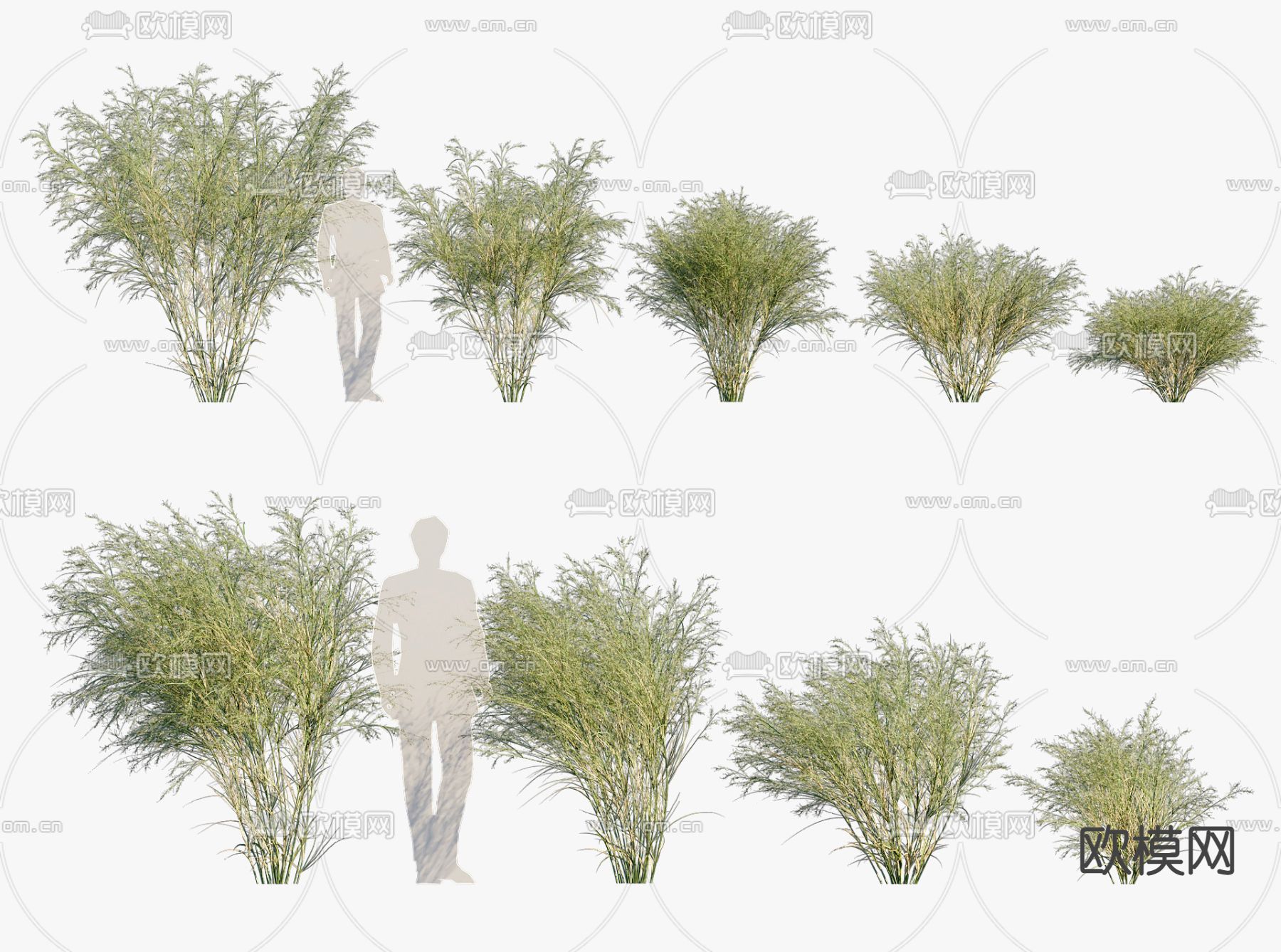 植物 竹草3d模型下载_ID12297648_3dmax免费模型-欧模网