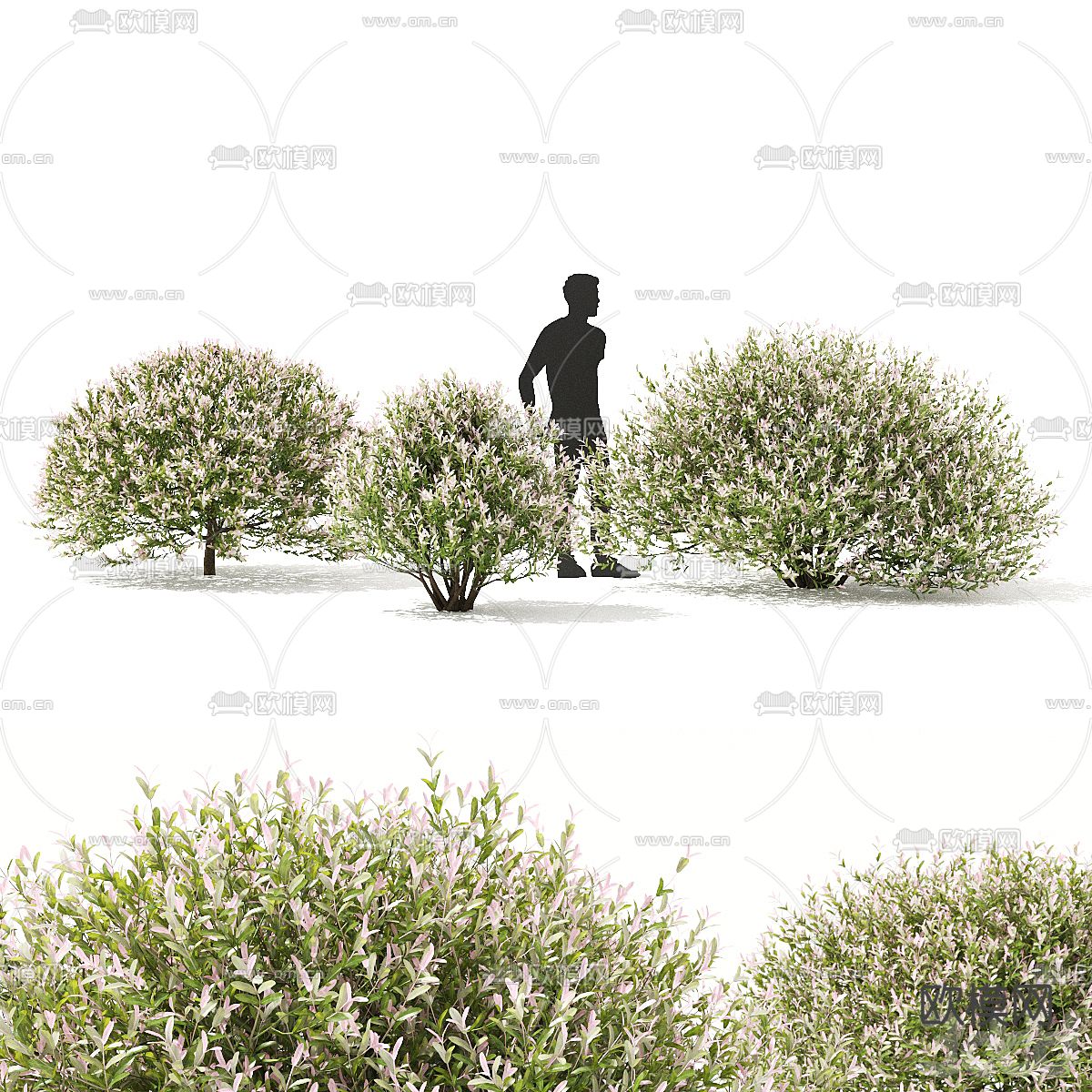 日式绿植 灌木3d模型下载