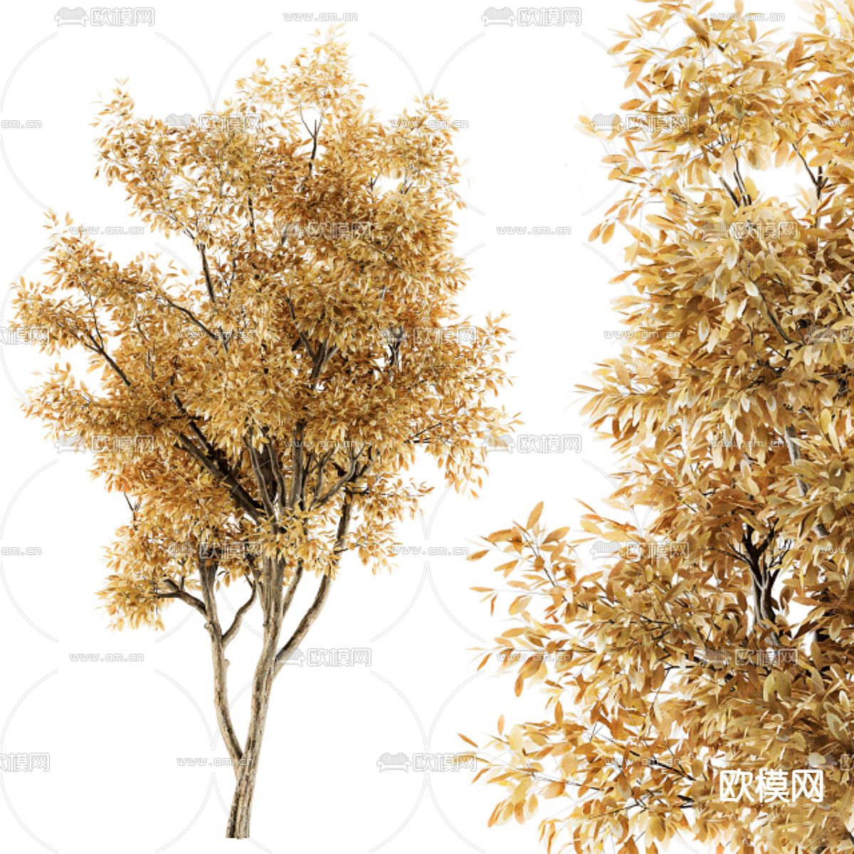 秋日景观树 黄叶树 枯树3d模型
