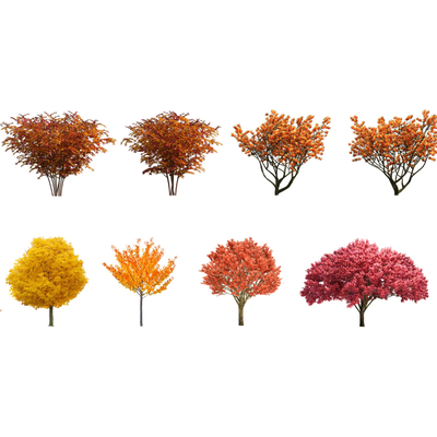  2D色叶树 景观树 乌桕 红枫树su模型 