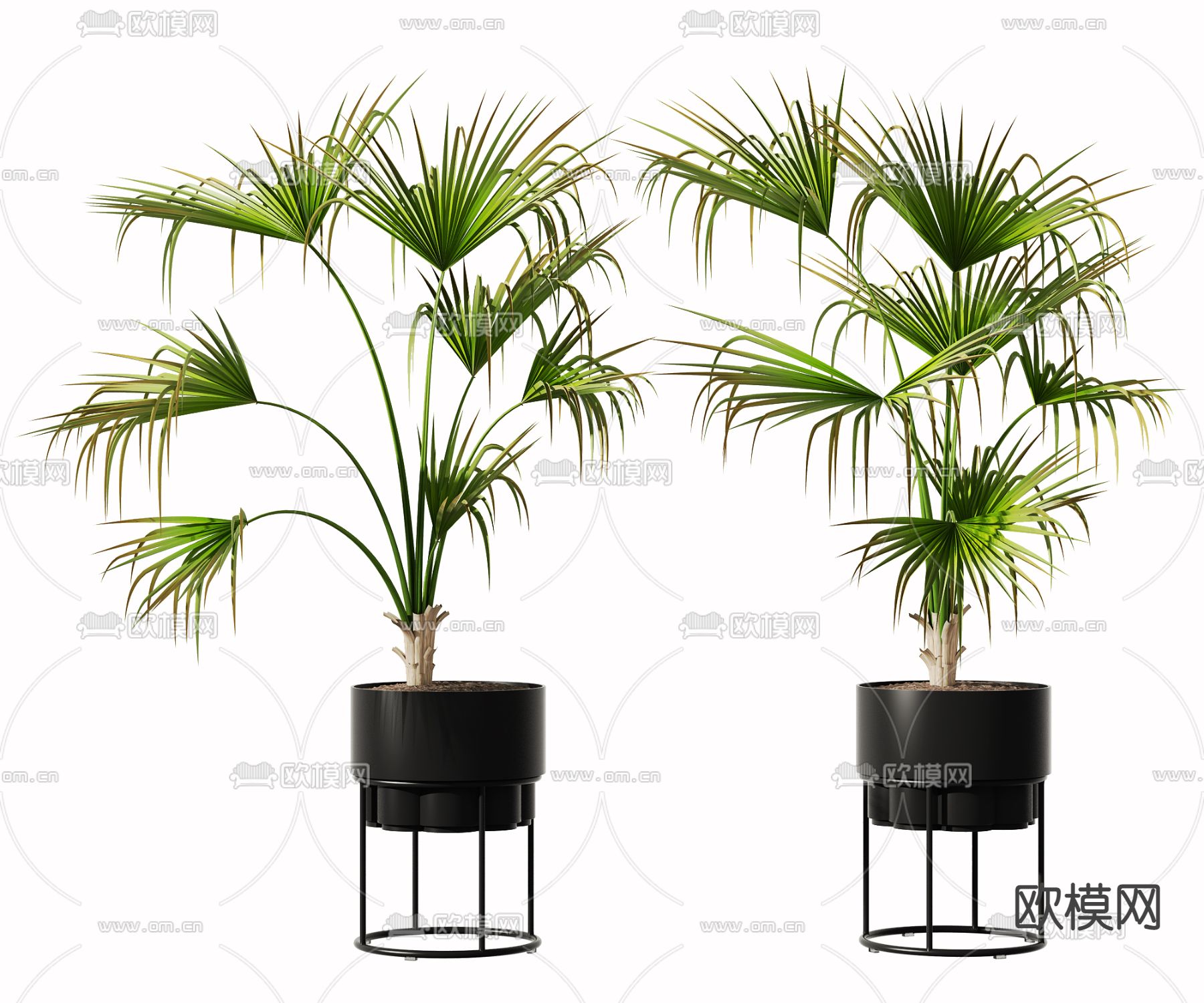 散尾葵 绿植盆栽 盆景3d模型下载_ID12303563_3dmax免费模型-欧模网