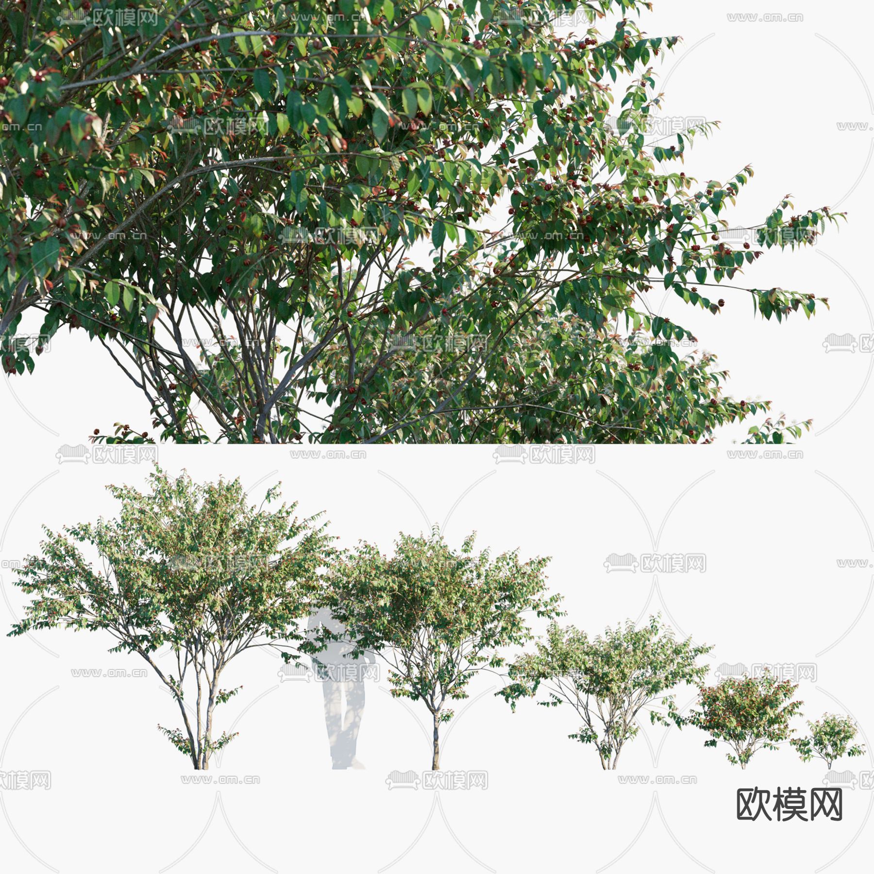 绿植灌木丛 红果仔3d模型下载_ID12305481_3dmax免费模型-欧模网