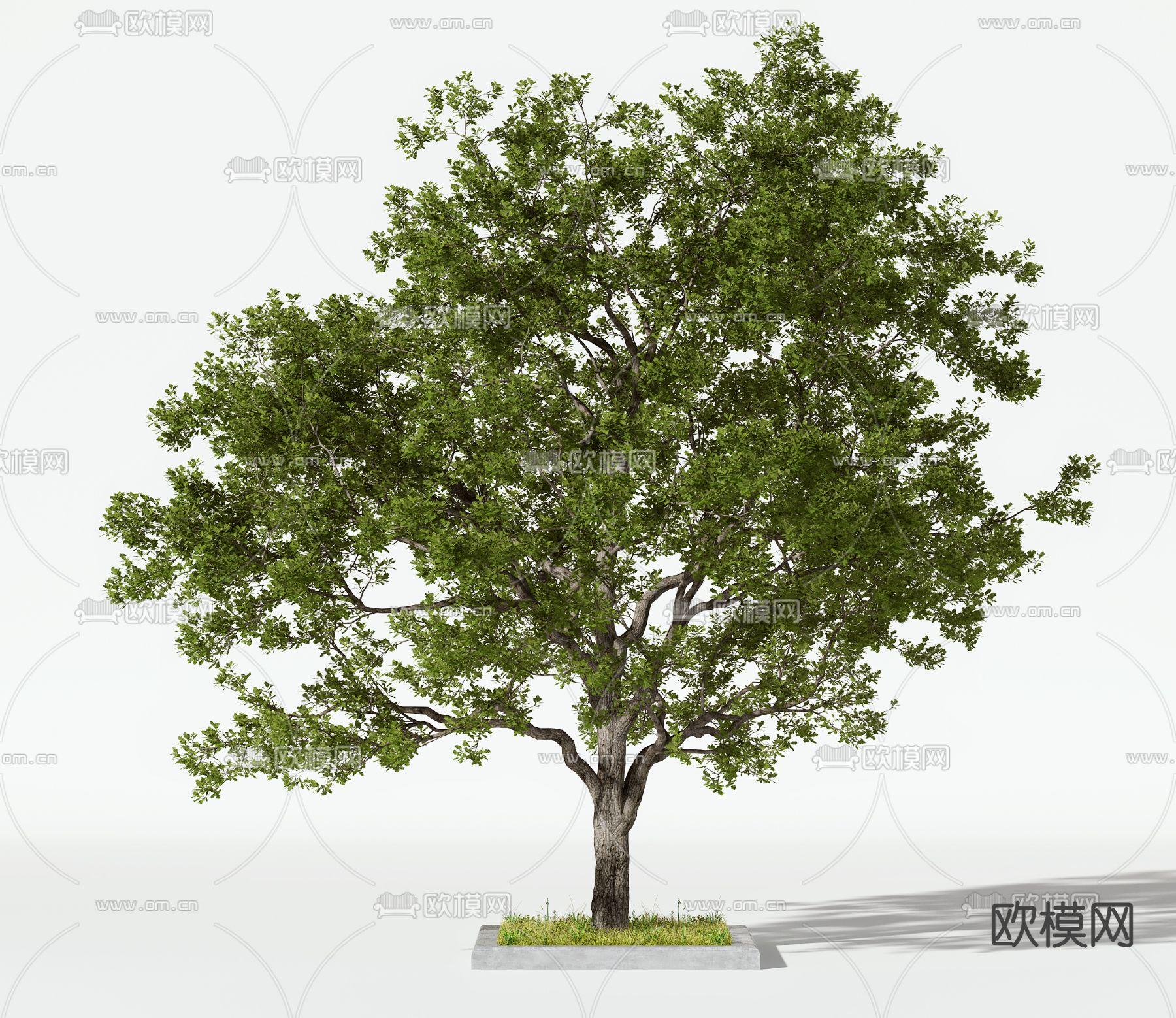 现代树木 景观树3d模型下载