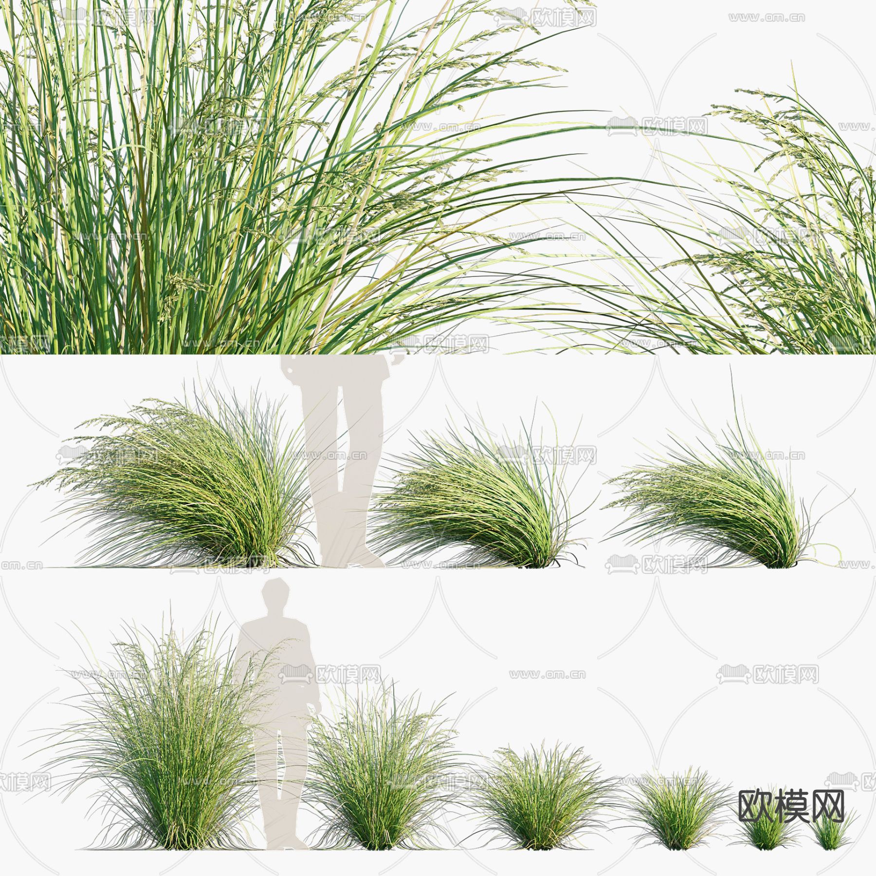 澳洲早熟禾 花草3d模型下载