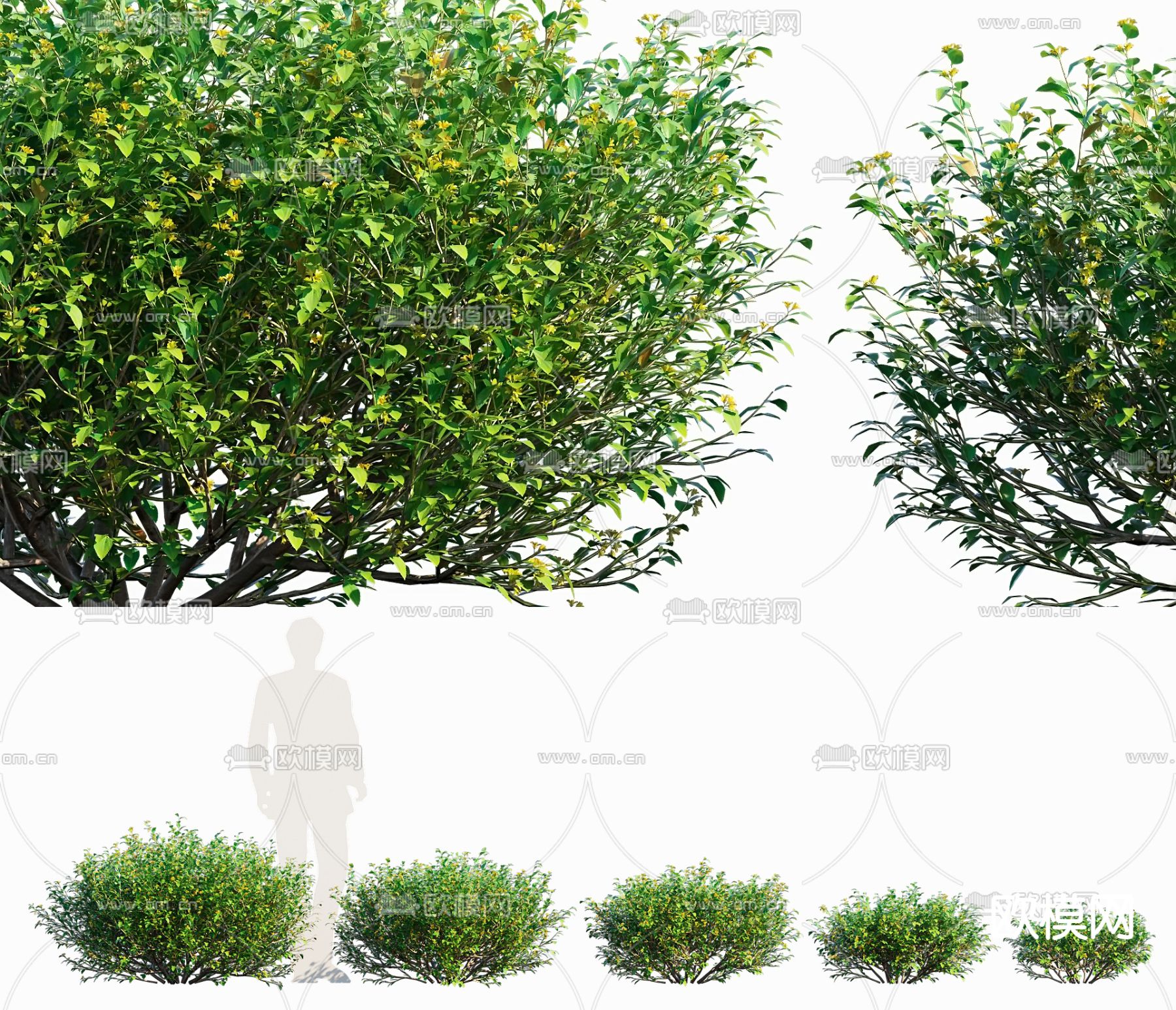 绿篱 灌木3d模型下载