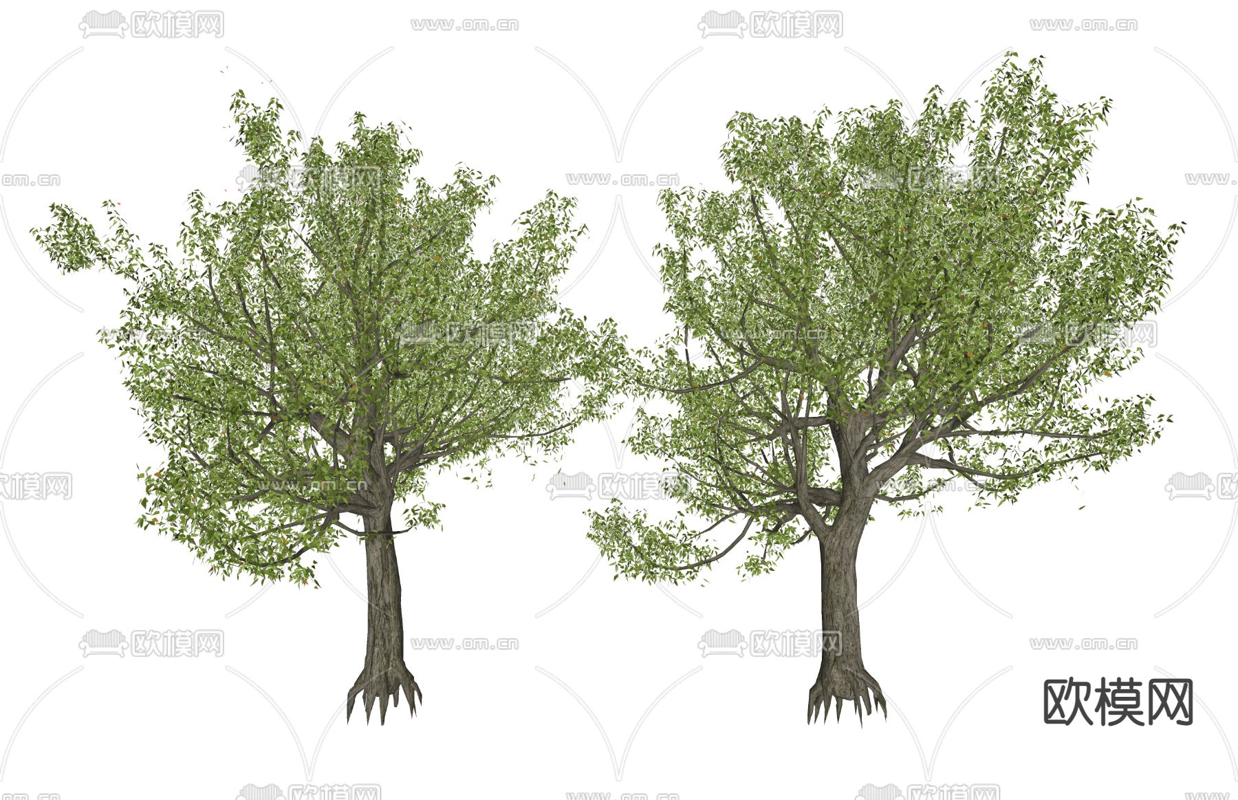 现代景观树su模型下载（渲染图2）