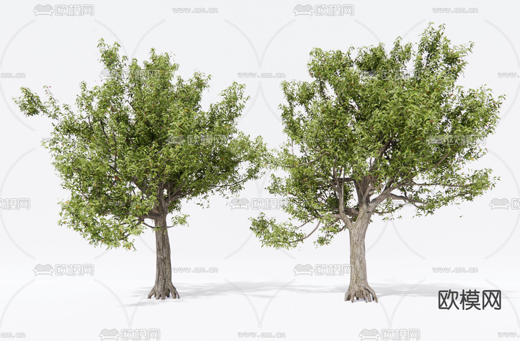 现代景观树su模型下载（渲染图1）