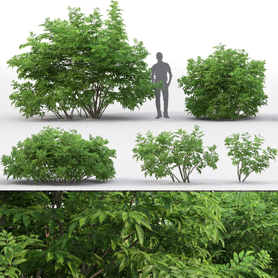  现代植物灌木 绿篱su模型 