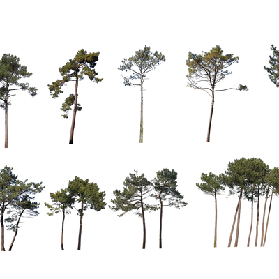  现代景观树2d组件su模型 