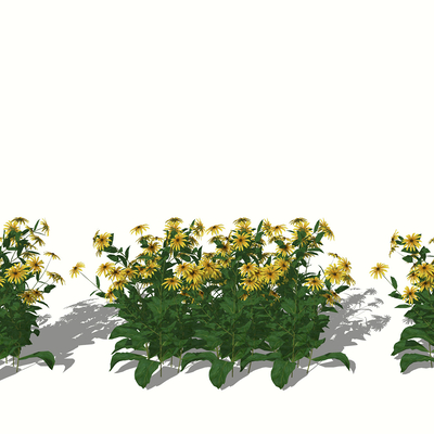  现代植物花草 菊花su模型 