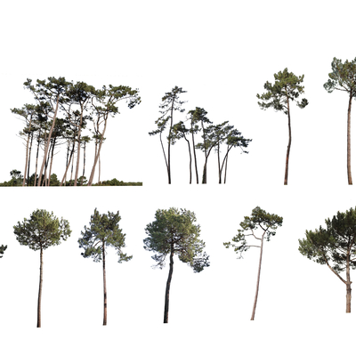  现代景观树2d组件su模型 